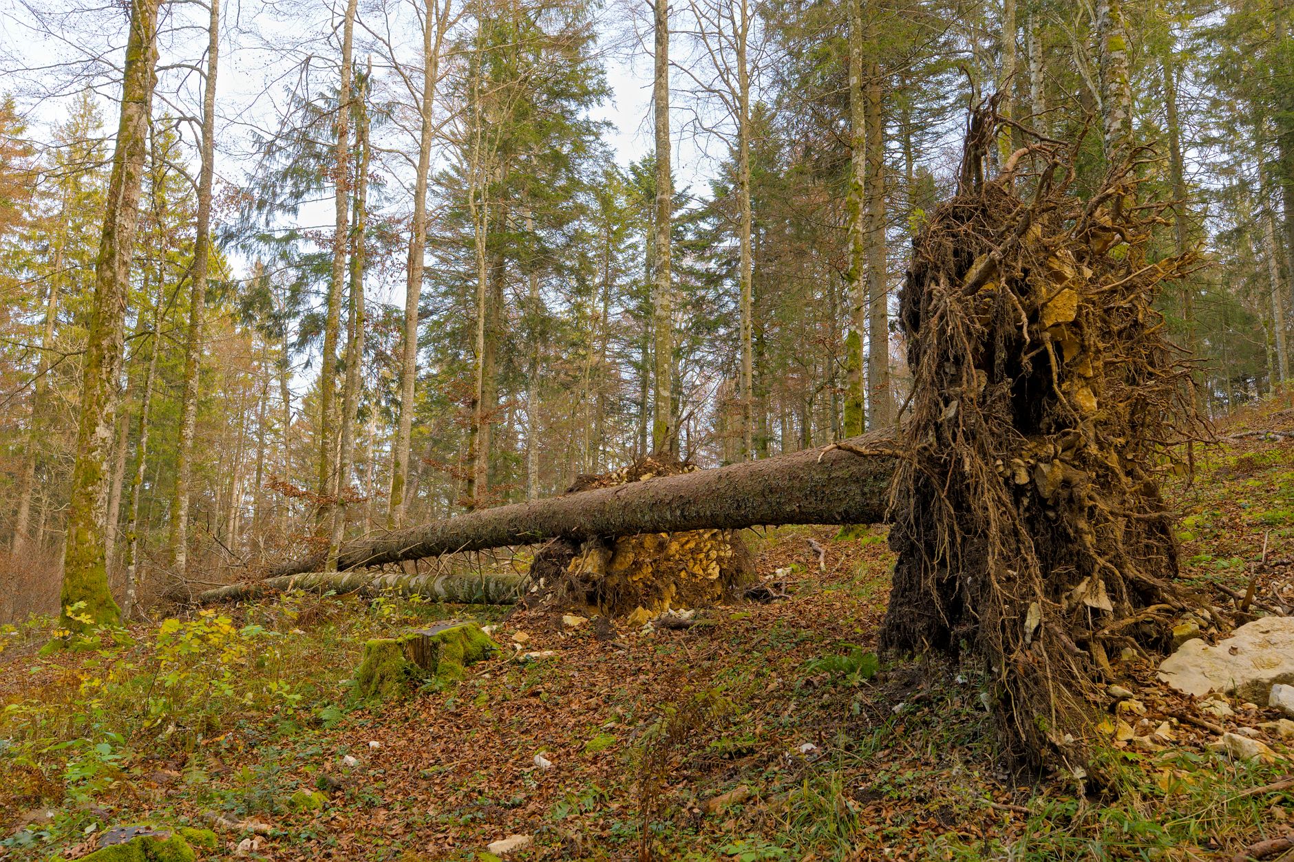 Enlèvement Arbre Urgence équipe à Allauch